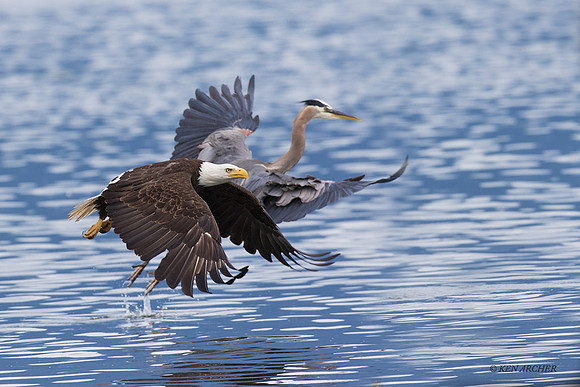 BE10019 - Bald Eagle