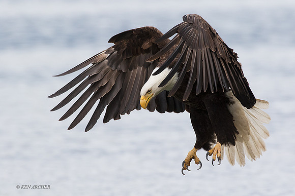 BE09429 - Bald Eagle