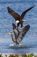 BE18675 - Bald Eagle