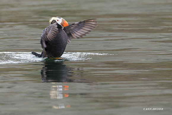 TDPN00063 - Tufted Puffin
