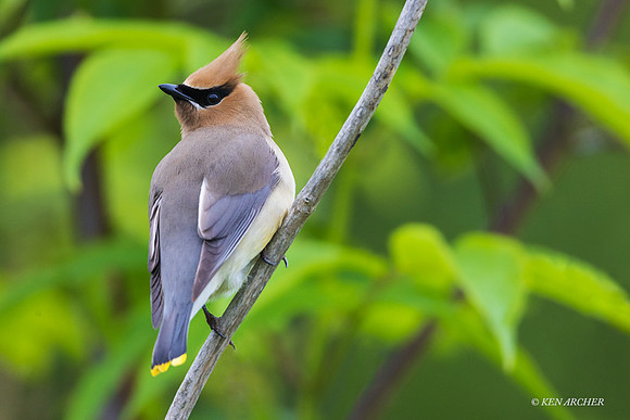 CRWX00375 - Cedar Waxwing