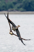 BE06804 - Bald Eagle