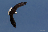 BE08781 - Bald Eagle