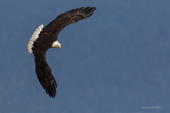 BE08781 - Bald Eagle