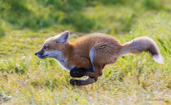 RF01458 - Red Fox