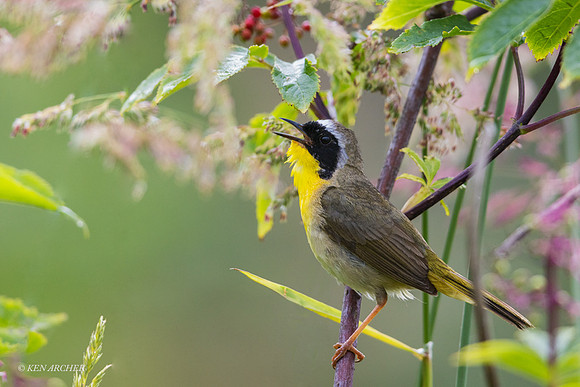 CYWR00881 - Common Yellowthroat