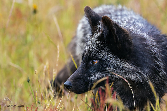 RF01652 - Red Fox