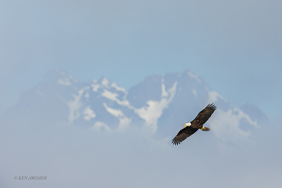 BE17075 - Bald Eagle