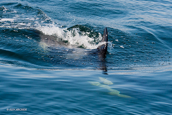 ORCA00083 Orca Whale