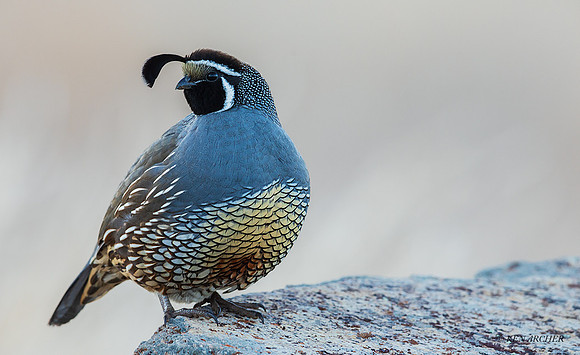 CQ00511 - California Quail