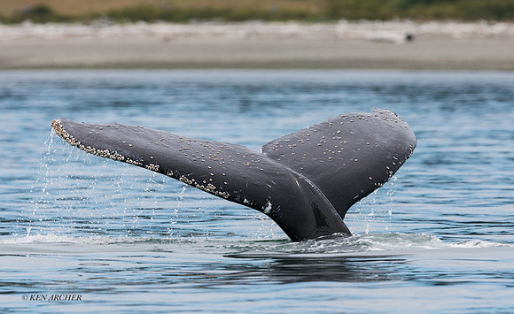 SDHW00156 - Humpback Whale