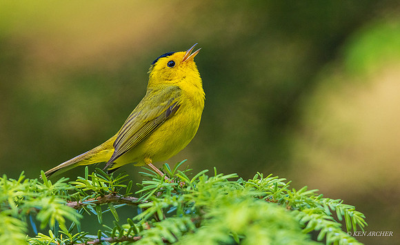 WNWR00052 - Wilson's Warbler