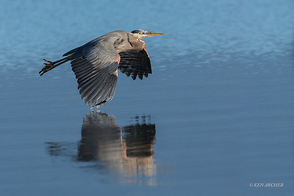 GHH01219 - Great Blue Heron