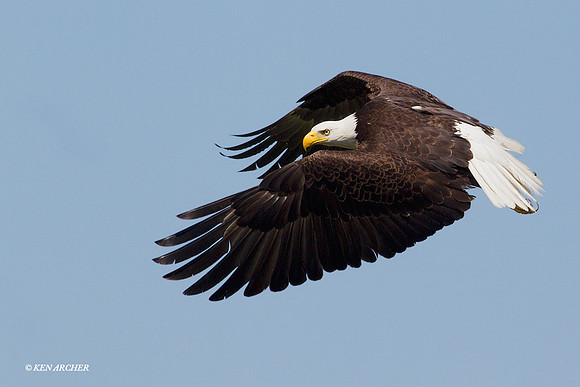 BE05023 Bald Eagle