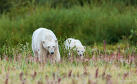CHPB01198 - Polar Bear