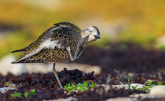 CHAP00082 - American Golden Plover