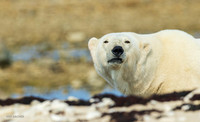CHPB01816 - Polar Bear