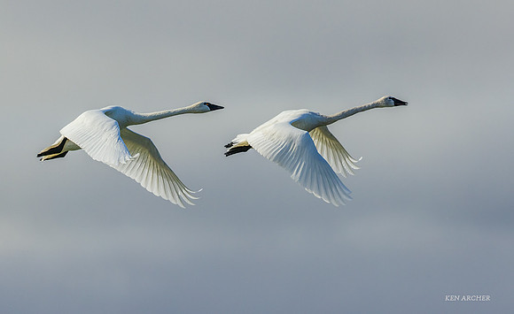 CHTS00091 - Tundra Swan