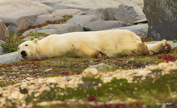 CHPB02489 - Polar Bear