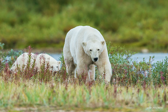 CHPB01207 - Polar Bear