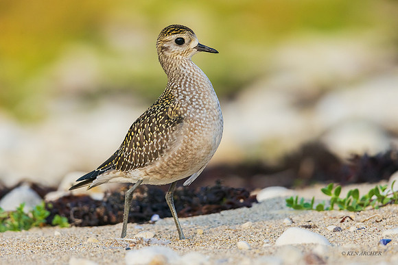 CHAP00102 - American Golden Plover