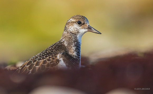 CHRT00347 - Ruddy Turnstone
