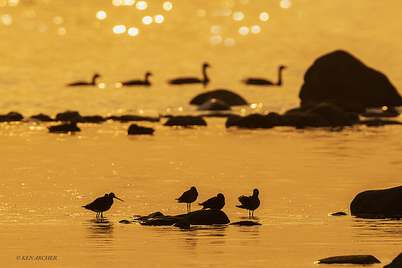CHSB00014 _ Shorebirds