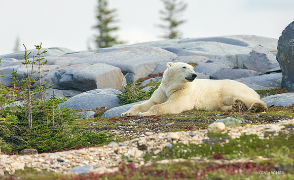 CHPB02524 - Polar Bear