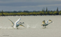 CHTS00068 - Tundra Swan