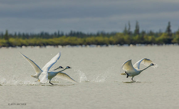 CHTS00068 - Tundra Swan