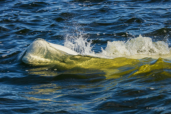CHBW00052 - Beluga Whale