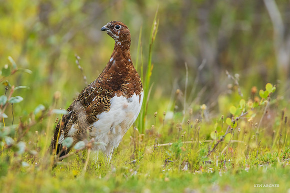 CHWP00060 - Willow Ptarmigan