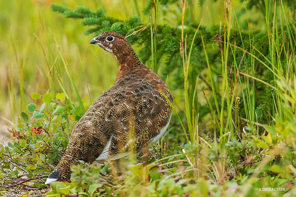 CHWP00083 - Willow Ptarmigan