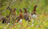 CHWP00040 - Willow Ptarmigan