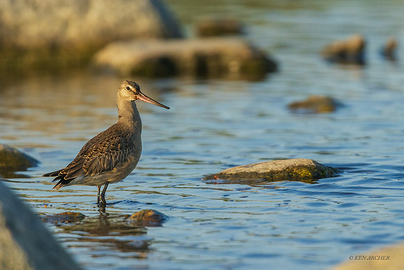 CHHG00021 - Hudsonian Godwit