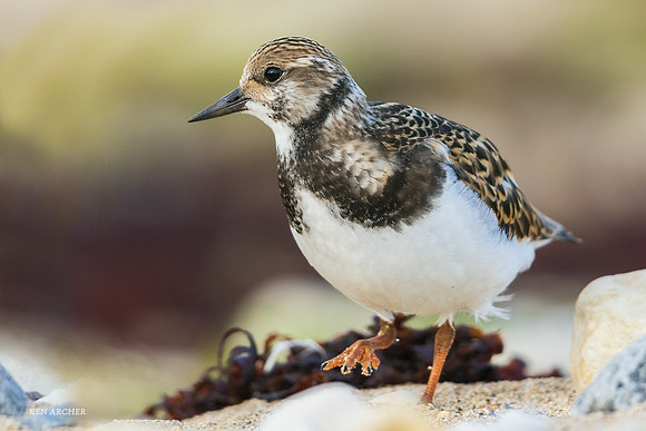 CHRT00210 - Ruddy Turnstone