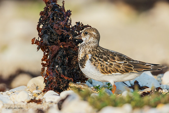CHRT00288 - Ruddy Turnstone