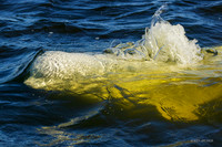 CHBW00097 - Beluga Whale