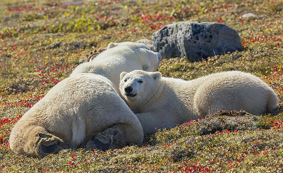 CHPB00646 - Polar Bear