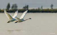 CHTS00085 - Tundra Swan
