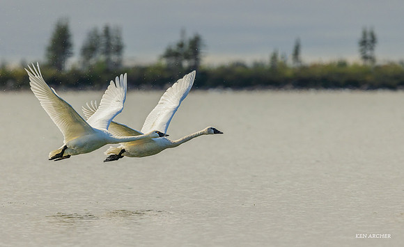 CHTS00085 - Tundra Swan