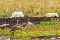 CHPB01573 - Sandhill Cranes and Polar Bears