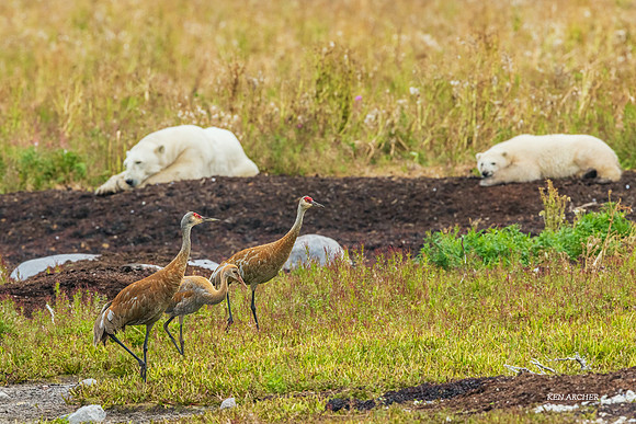 CHPB01573 - Sandhill Cranes and Polar Bears