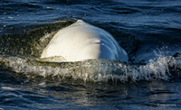 CHBW00116 - Beluga Whale