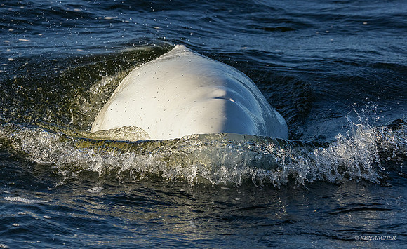 CHBW00116 - Beluga Whale