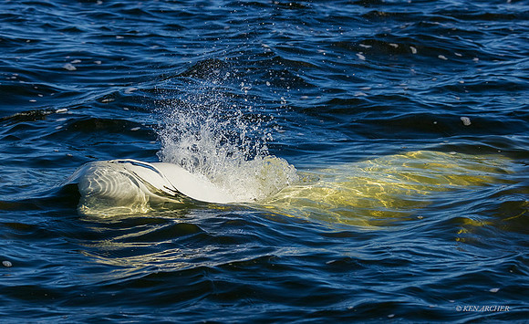 CHBW00006 - Beluga Whale