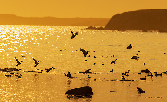 CHWF00032 - Waterfowl