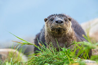 CHRO00004 - River Otter