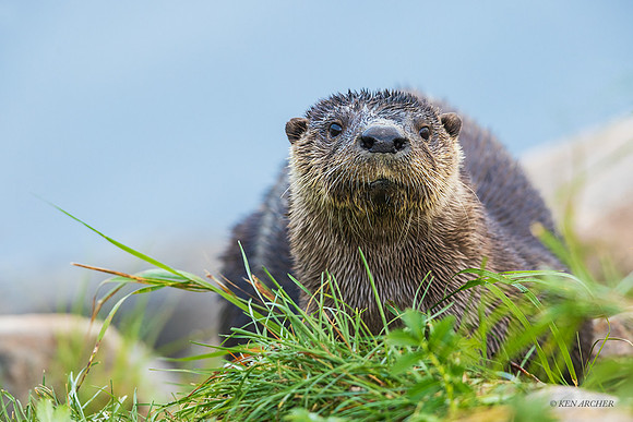 CHRO00004 - River Otter