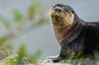 CHRO00017 - River Otter